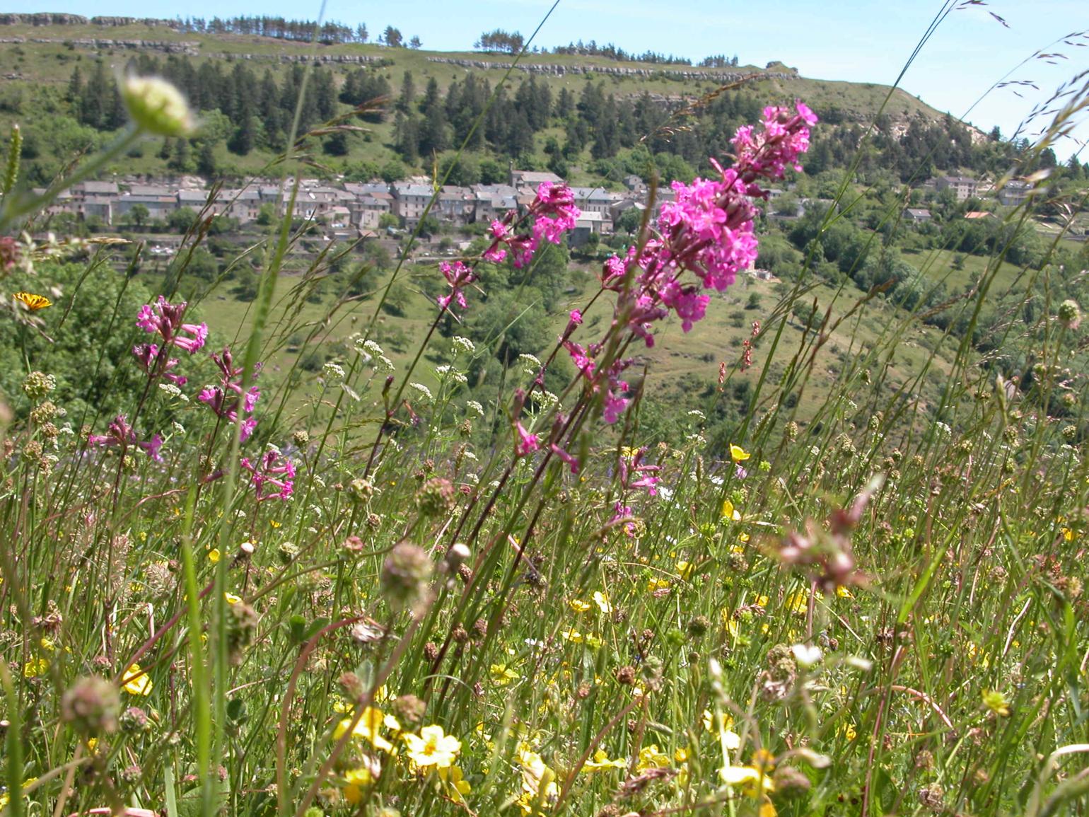 Catchfly, Red German